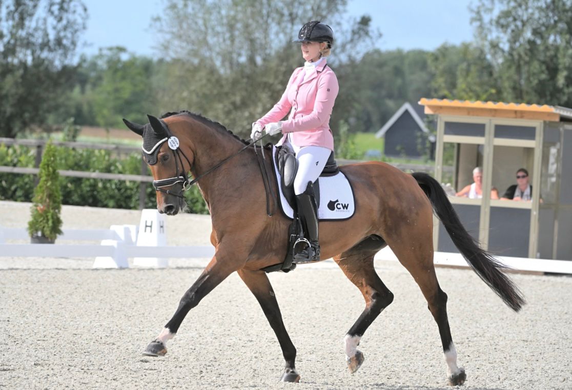 Wat kost een paard? | CW Saddles