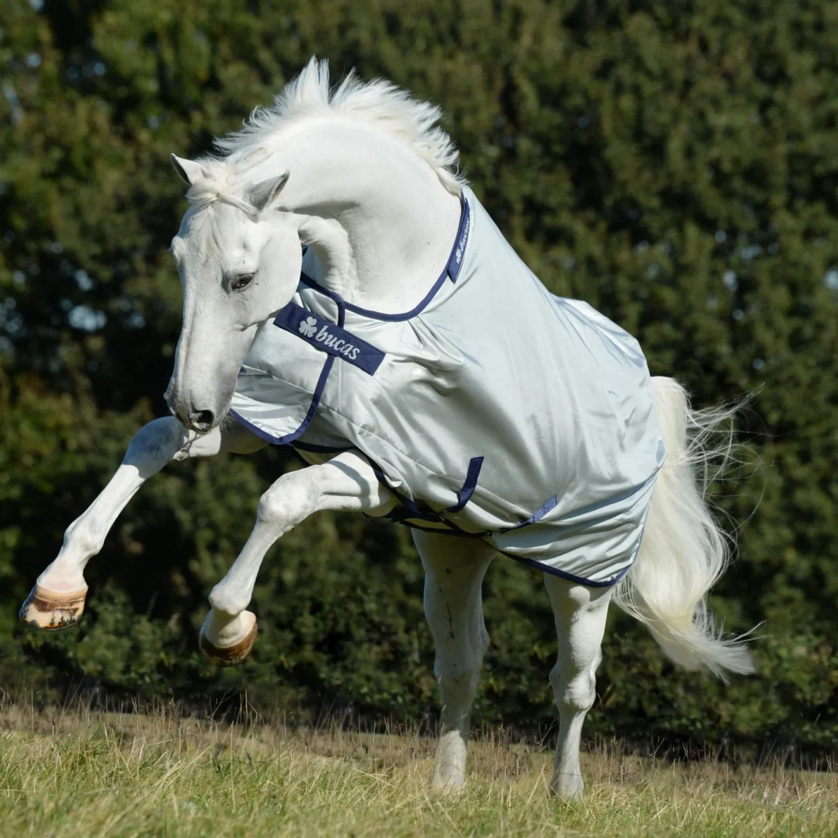 Bucas Power Turnout Light Silver