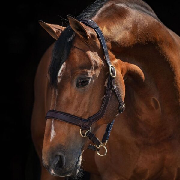 Horseware Micklem® Headcollar A good fit of this product is very important to ensure your horses’ comfort and safety during wear. Choose the measurement cm inches Product measurement chart Product Size Head Piece Cheek Piece Chin Strap Nose Band Pony 63 15.5 28 27 Small Horse / Cob 67 17 31 28.5 Standard Horse 71 18.5 32 30 Large Horse 75 20 35 31.5 How to measure your horse Horse Height A B Product Size 135cm/13.2hh and smaller 55 - 70 75 - 85 Pony 135cm/13.2hh with a large head - 155cm/15.2hh with a fine head 60 - 75 80 - 90 Small Horse 144cm/14.2hh with a large head - 165cm/16.3hh with a fine head 60 - 75 85 - 105 Standard Horse 164cm/16.2hh with a large head and higher 70 - 85 90 - 110 Large Horse * Measurements are in cm. Horseware Micklem Headcollar To find the right size for your horse we recommend to take certain measurements of your horse and refer to our size guide above. Bear in mind that every horse is different, and this table is a guide only. Please be advised, that this is a guide only and some measurements can vary up to 10 cm due to the products adjustability.