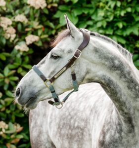 Horseware Halster Signature Braided