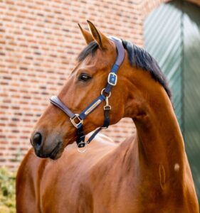 Horseware Halster Signature Competition