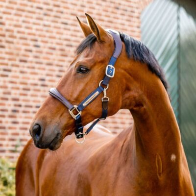 Horseware Halster Signature Competition