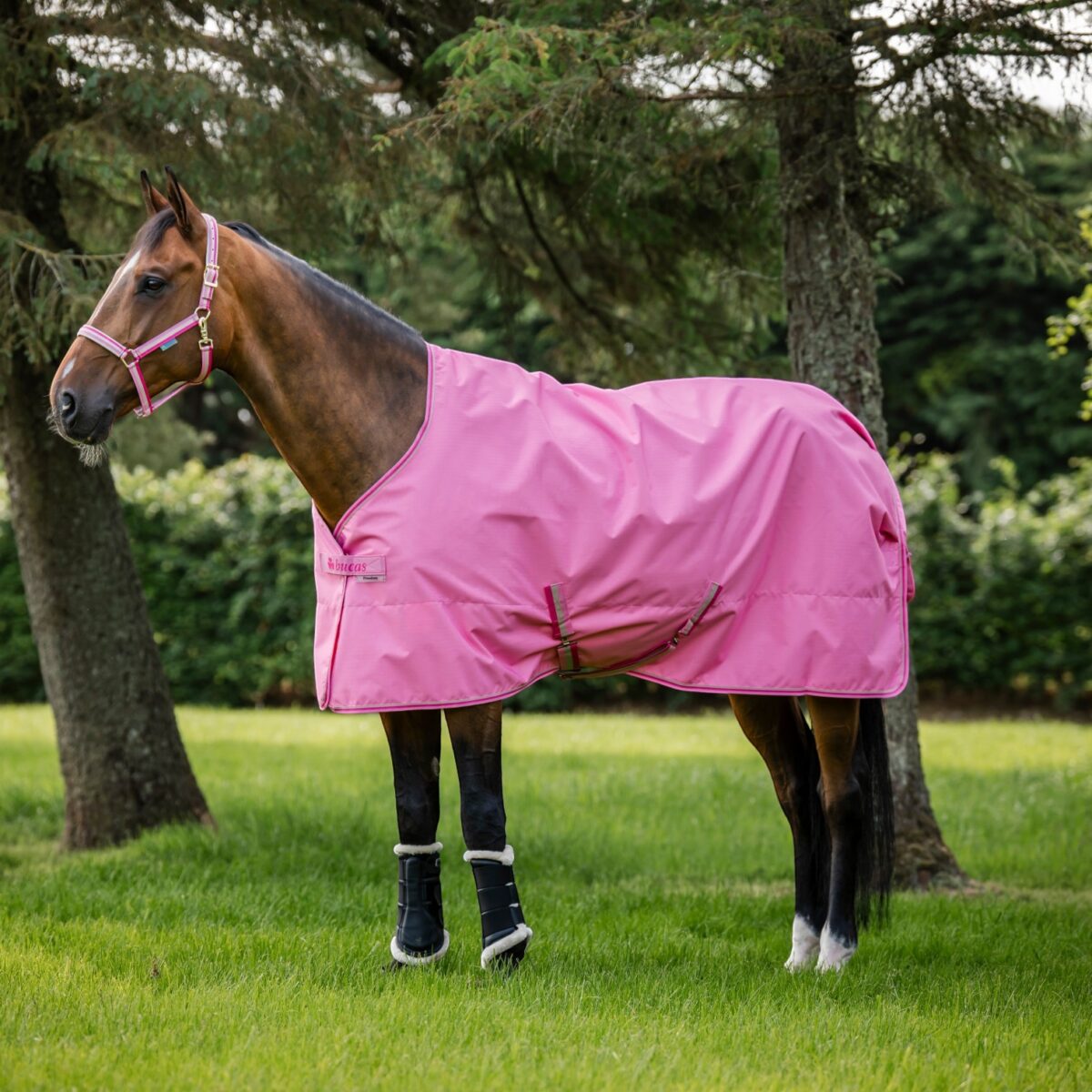 Bucas, Bucas Freedom Turnout Light, Bucas Freedom Turnout Light 0g Turquoise, regendeken paard, turnout deken, 0 grams deken, zomer deken paard, waterdichte paardendeken, ademende paardendeken, 600D ripstop deken, Bucas paardendeken, lichte weidedeken, paarden deken buiten, paardendeken zonder vulling, turquoise paardendeken.