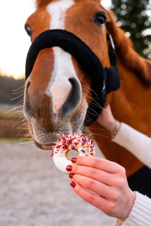 Candy Horse DonutsHeather & Cornflower