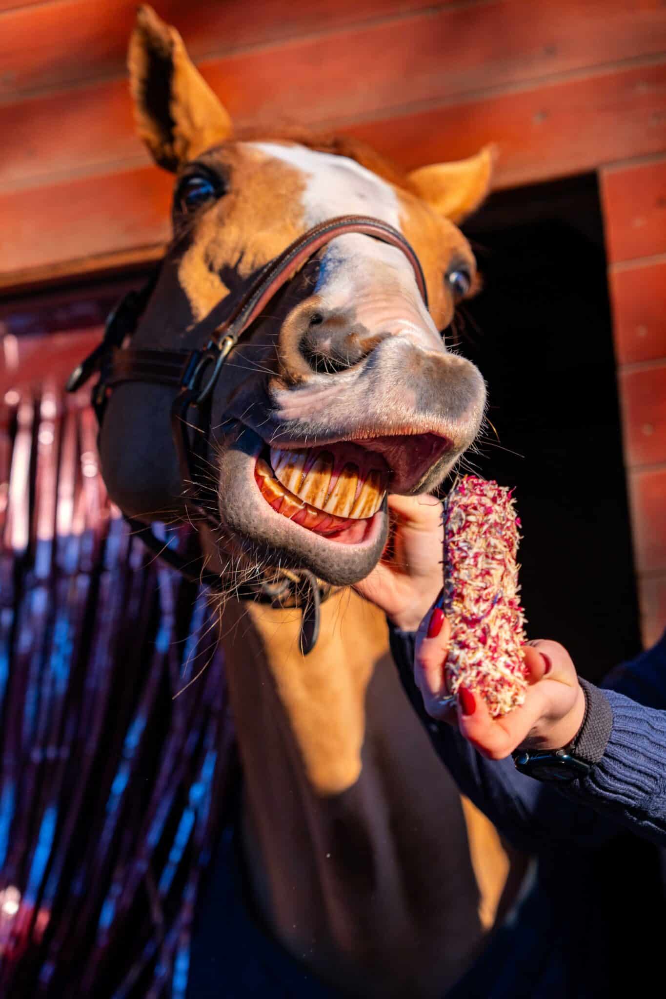 Candy Horse Love korenbloem eclair - Afbeelding 2