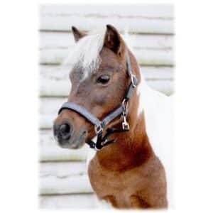 HB Halster Glitter shine little sizes